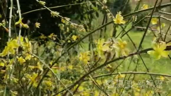 花园植物中鲜艳的黄色花朵