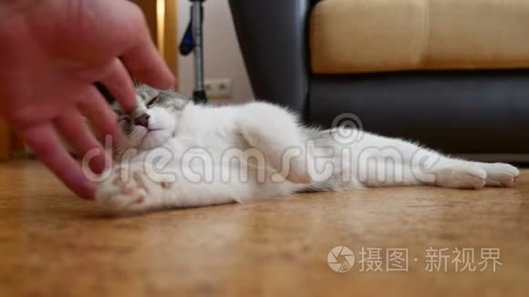 猫在地板上休息。 可爱的室内猫宠物休息