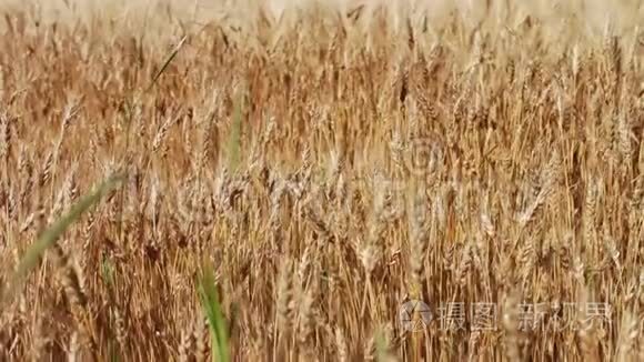 金色的麦子在田野里随风摇摆视频
