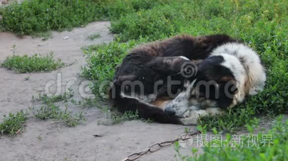 院子里的一只老死狗蜷缩在地上