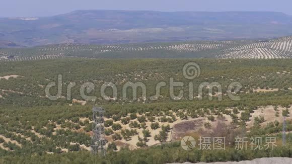 西班牙沙漠橄榄园景观视频