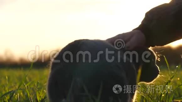 日落时分，一个女孩在田野里抚摸一只英国品种的猫