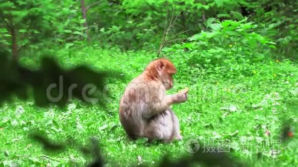 野蛮猴子在树上吃沙拉视频