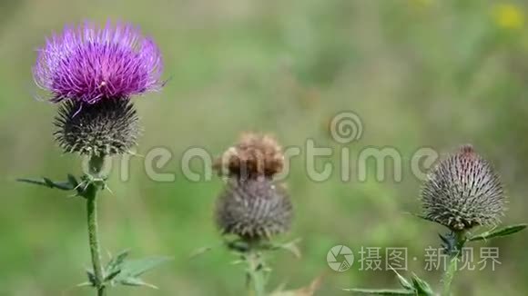 下午牛蒡特写的花