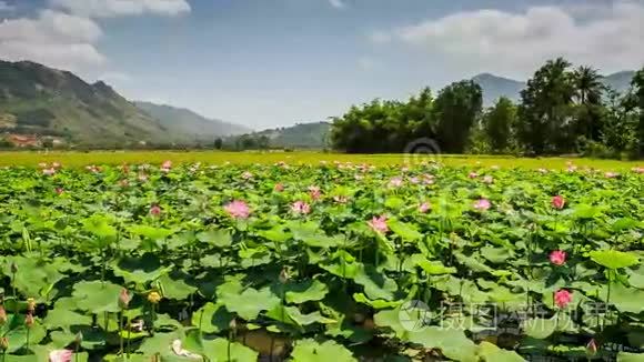 粉红莲花植对棕榈山蓝天视频