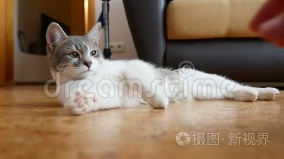 猫在地板上休息。 可爱的猫在室内休息