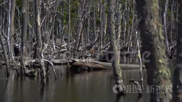 阿根廷的乌斯怀亚景观和湖泊视频