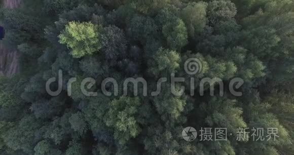 林中绿树的顶端.. 摄像机掉下来了。 风吹拂着大树的树枝。