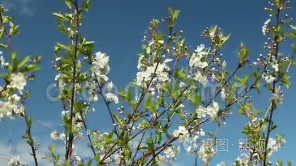 樱花枝上白花.