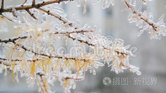 冬雨后有黄色针筒的淀粉结冰视频