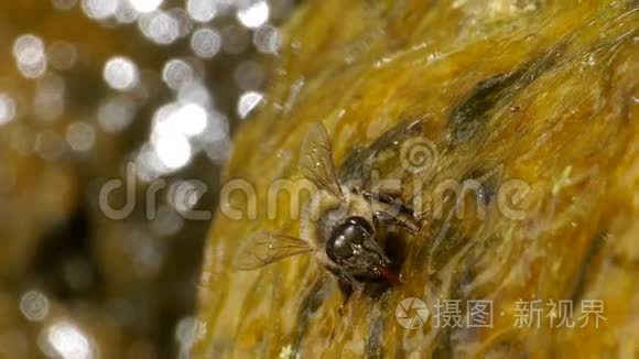 蜜蜂饮用水视频