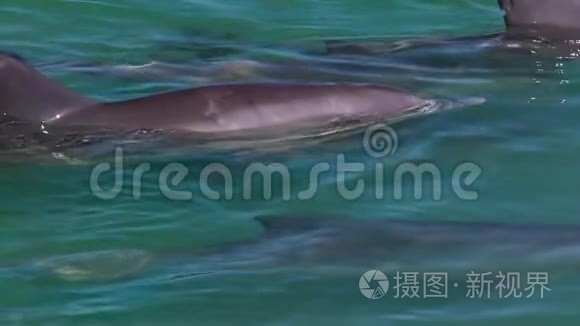 海洋和三只慢动作海豚视频
