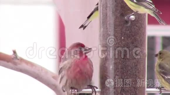 断喙的家雀在喂食视频