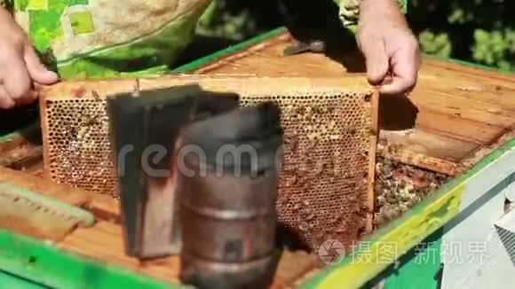 阿皮亚人收集蜂蜜视频