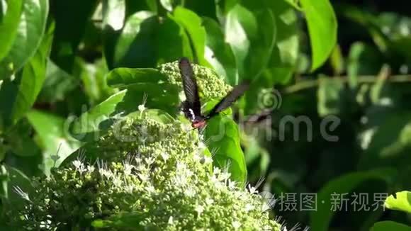 猩红背花啄木鸟坐在树枝上视频