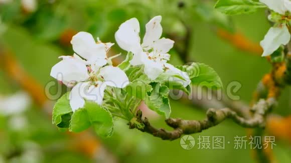 背景开花的苹果树..