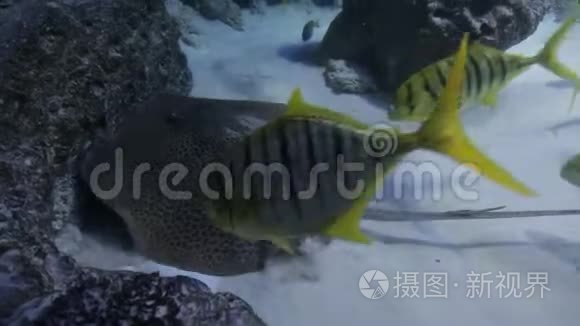 海洋生物的水下世界