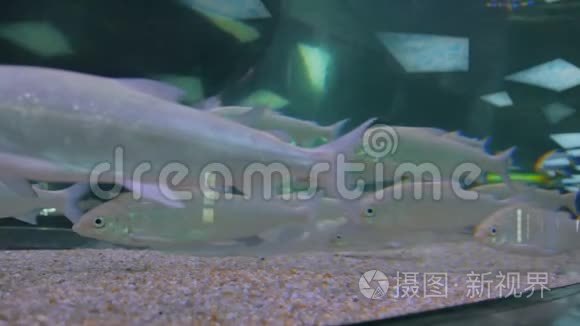 银鱼在巨大的水族箱中游动视频