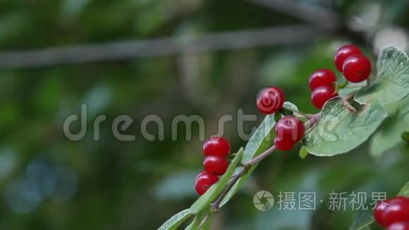 红金银花浆果视频