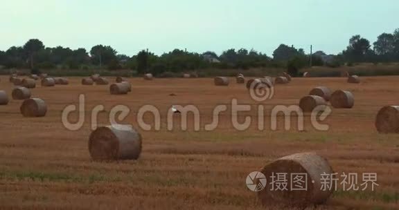 日落天空下的稻草羽状喷雾场视频