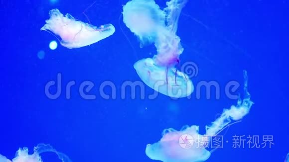 水母水族馆的自然视频