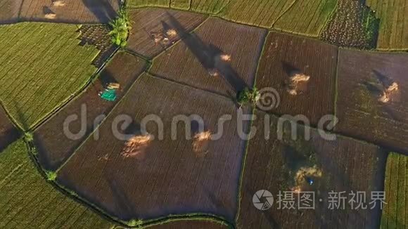 空中收割机稻田视频