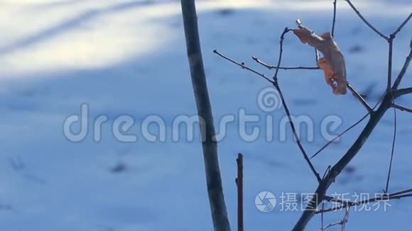 冬树裸枝上的干叶.. 几乎没有枯树叶