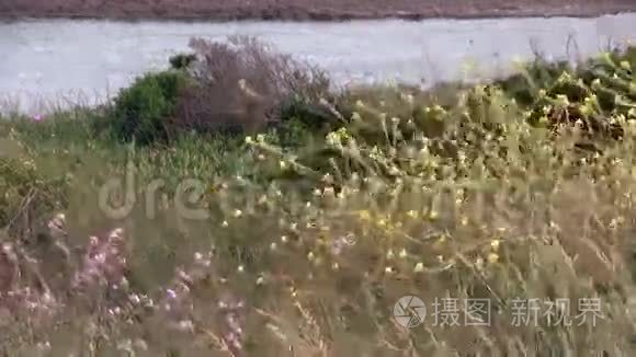 古斯塔夫河口黄花绿植物视频