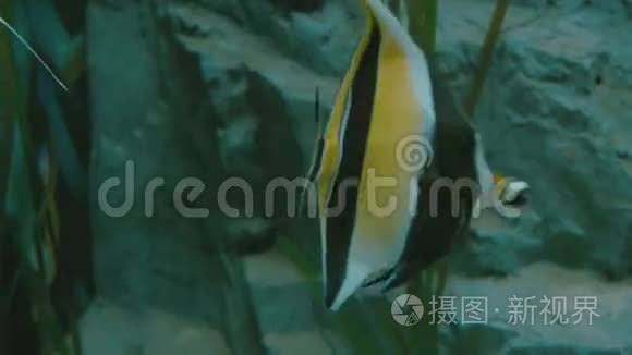 在水族馆的特写镜头里Ð种颜色鲜艳的鱼