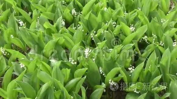 雨后山谷的百合