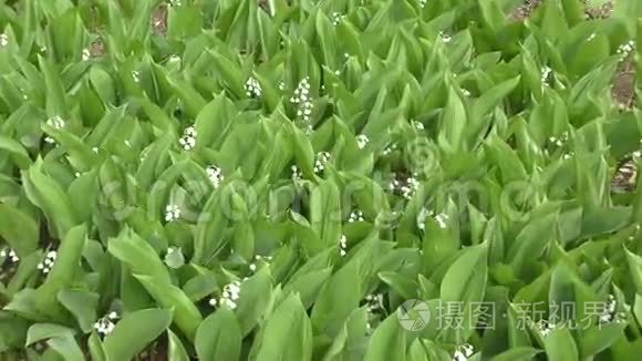 雨后山谷的百合