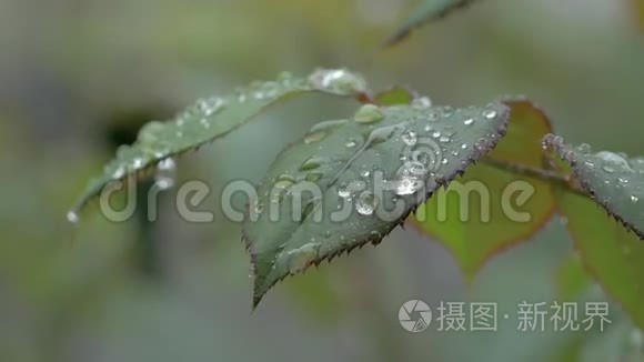 美丽的自然背景与雨滴和湿玫瑰叶