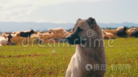 牧羊犬守护着羊群视频