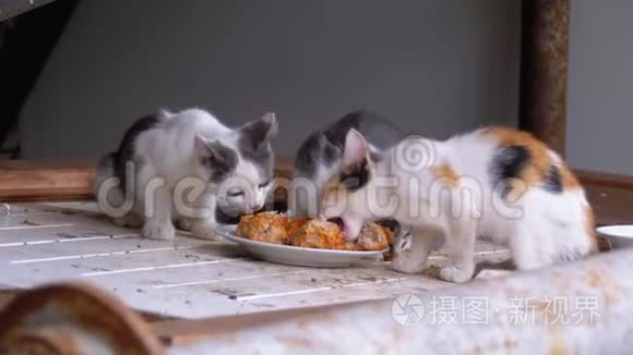 无家可归的小猫或野猫在垃圾填埋场吃肉