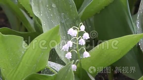 雨后山谷的百合