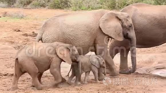 非洲大象在水洞里乱窜视频