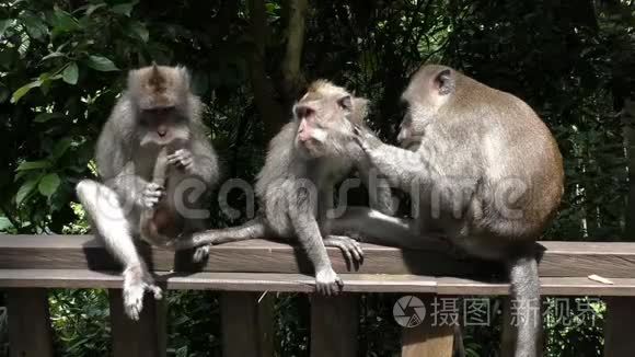 三只猴子在雨林中梳理跳蚤视频