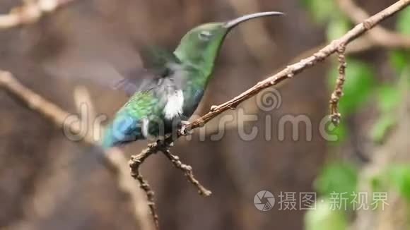 蜂鸟栖息在树枝上