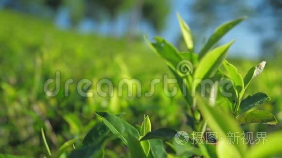 种植园特写慢动作茶树嫩枝视频