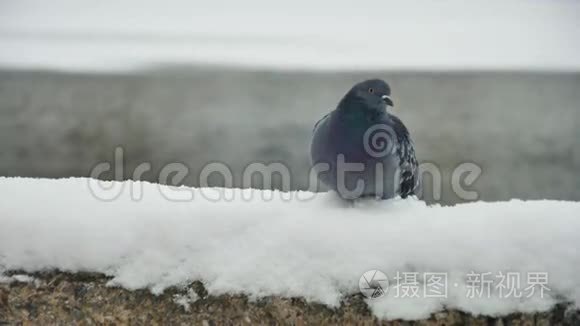 鸽子坐在雪地上寒冷的冬雪视频