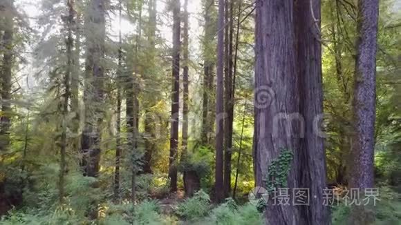 北加利福尼亚红木的空中拍摄视频