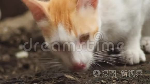 流浪猫在后院里寻找食物