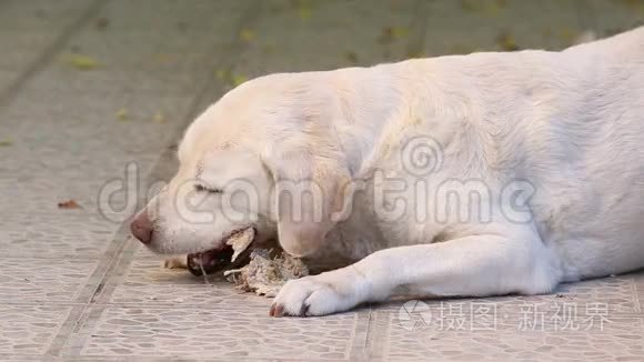 狗咬猪骨头视频