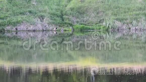 公鸭和棕鸭，一家野鸭在阳光下在池塘里游泳