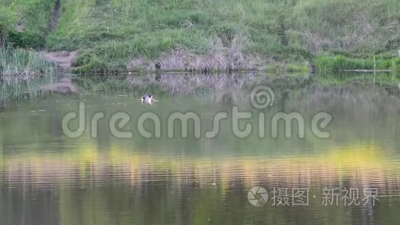 公鸭和棕鸭，一家野鸭在阳光下在池塘里游泳