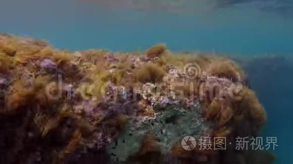 岩石礁上的黑色海绵视频