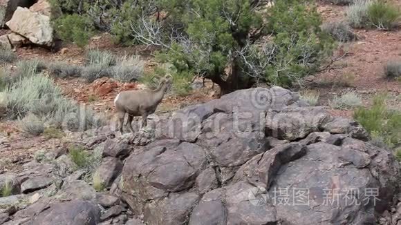 大角羊躲在岩石后面视频