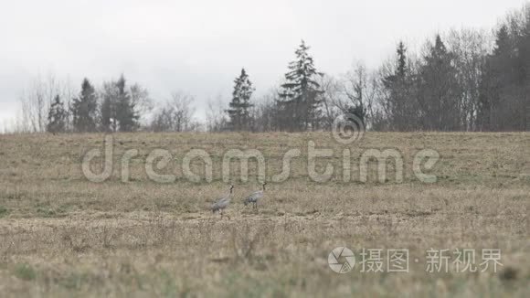 几只普通的鹤在寻找食物视频