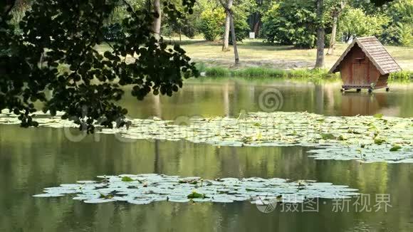 小湖里密集的绿色睡莲视频