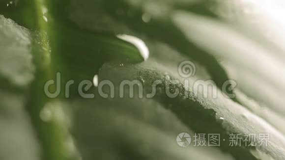 植物叶子上的雨滴